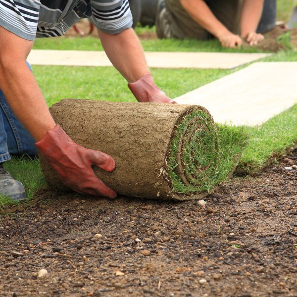 Man laying sod for new garden lawn
